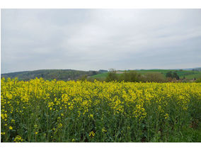 Bittprozession an der Weingartenkapelle (Foto: Karl-Franz Thiede)